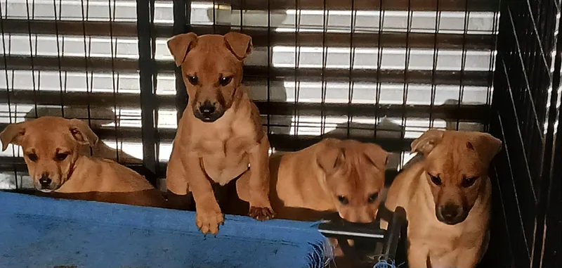 Brownpups thumbnail 2