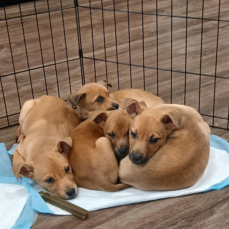 Brownpups thumbnail 3