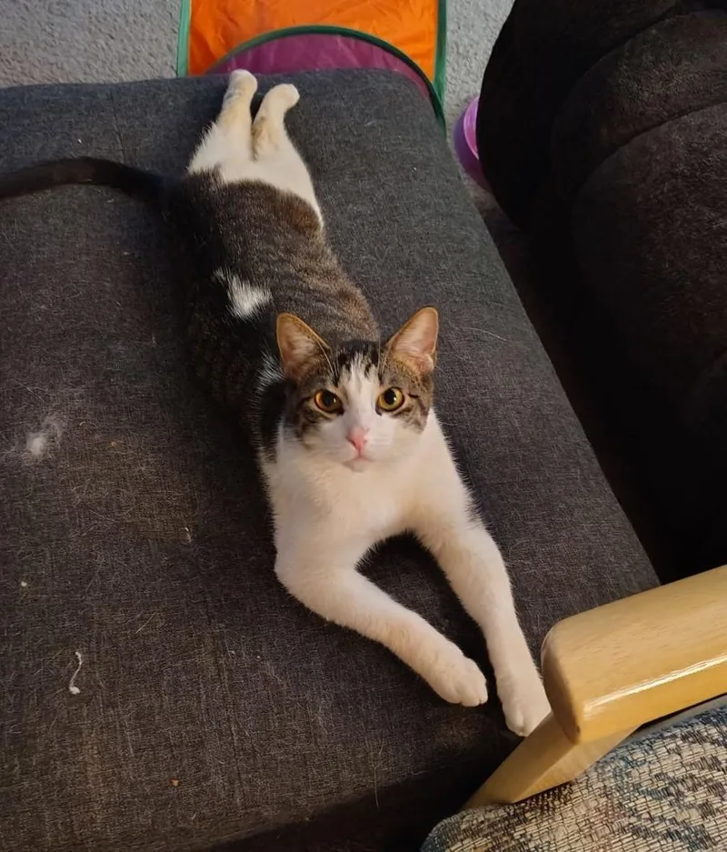 Randolph thumbnail 3