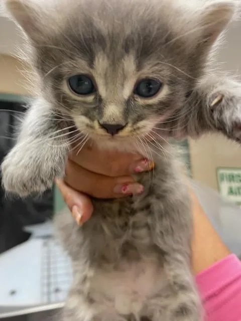 A baby small-sized male Domestic Medium Hair cat named Mothra for adoption in Rancho Cucamonga, CA
