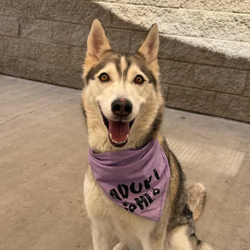 An adult medium-sized female Apricot / Beige Siberian Husky dog named Mieshka for adoption in Durango, CO