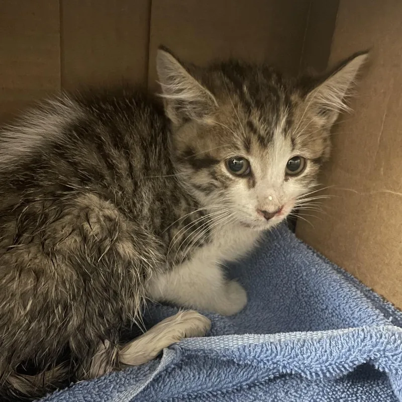 A baby small-sized male Brown / Chocolate Domestic Short Hair cat named Moss for adoption in Kanab, UT