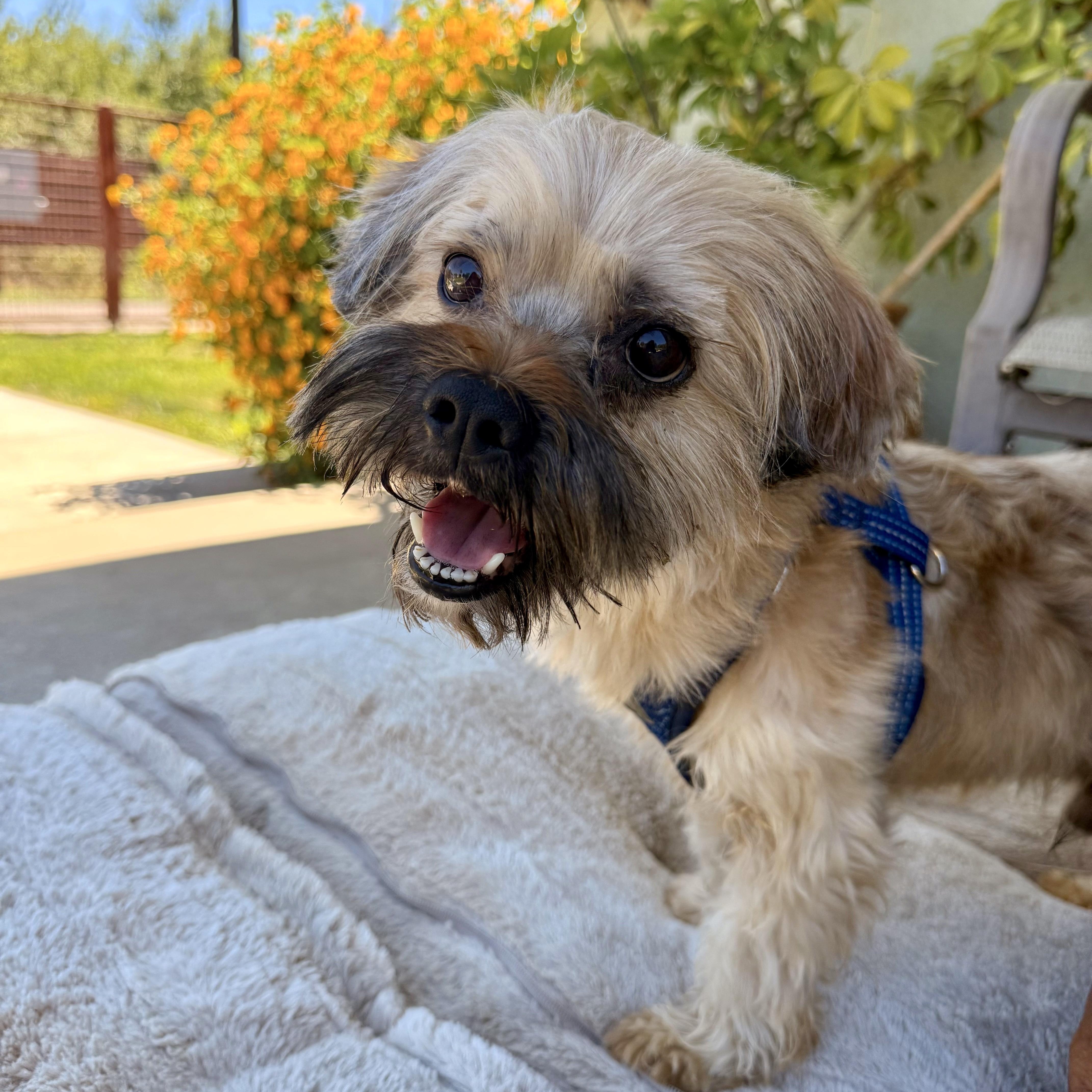 A young small-sized male Golden Shih Tzu dog named Chewy for adoption in modesto, CA