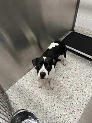 An adult medium-sized female Mixed Breed dog named Kelly for adoption in Atlanta, GA