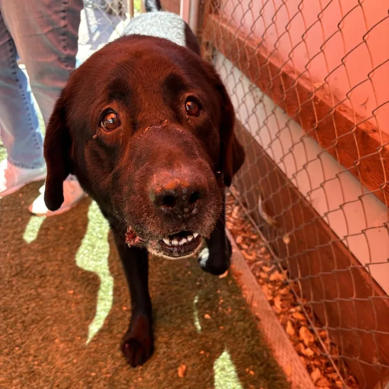 A senior large-sized male Black Labrador Retriever dog named Rafiki for adoption in Pacific Grove, CA