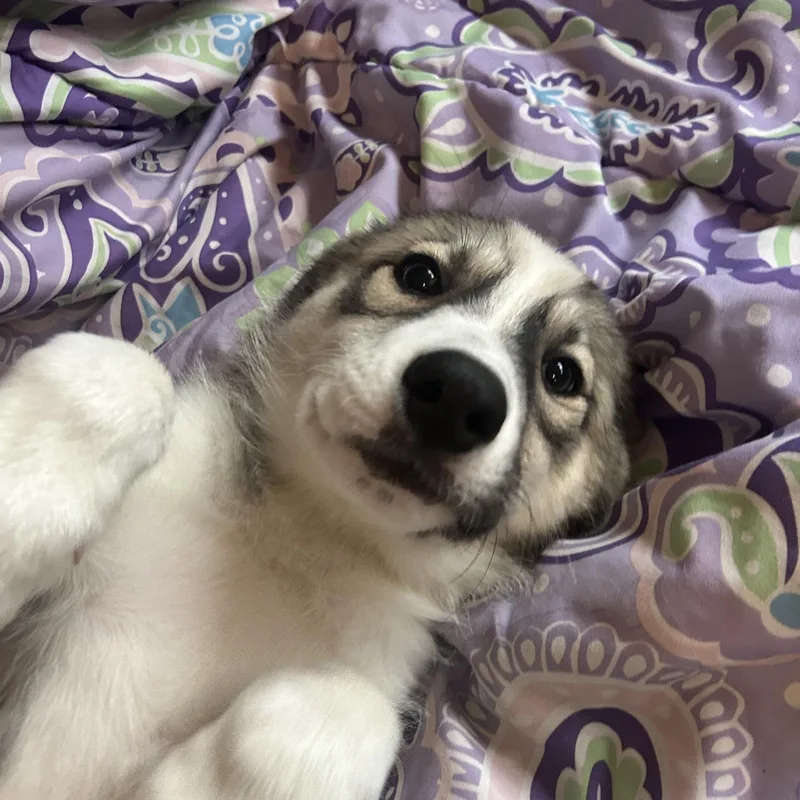 A baby medium-sized female Gray / Blue / Silver Husky dog named Mia for adoption in Madison Heights, MI