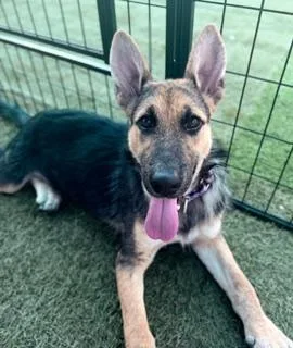 A young medium-sized female German Shepherd Dog dog named Petra for adoption in Delray Beach, FL