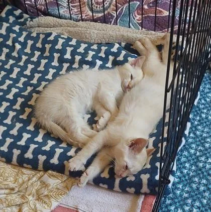 Orlando thumbnail 2