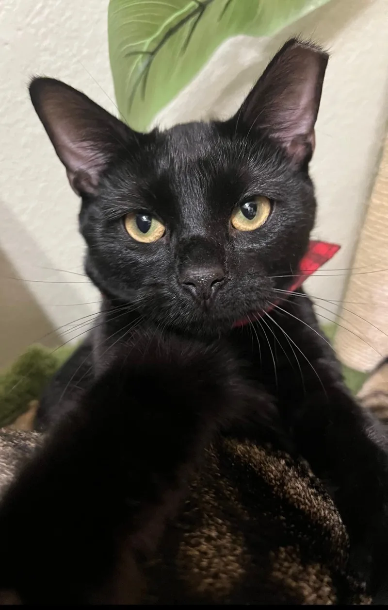 Milkshake thumbnail 3