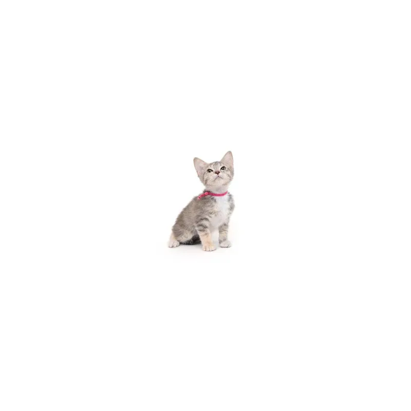 A baby small-sized female Calico Domestic Short Hair cat named Nike for adoption in Playa Vista, CA