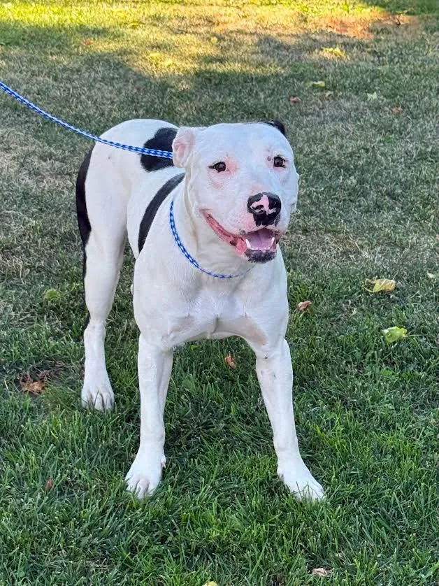 An adult medium-sized female Black Pit Bull Terrier dog named Dublin for adoption in Oakdale, CA