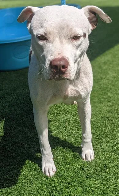An adult large-sized female Mixed Breed dog named Versa for adoption in Dallas, TX