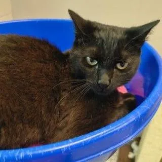 A young medium-sized male Black Domestic Short Hair cat named Spinner for adoption in Middlebury, VT