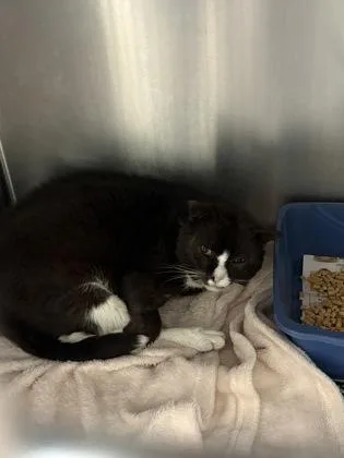 An adult large-sized male Domestic Short Hair cat named Midnight for adoption in Louisburg, NC