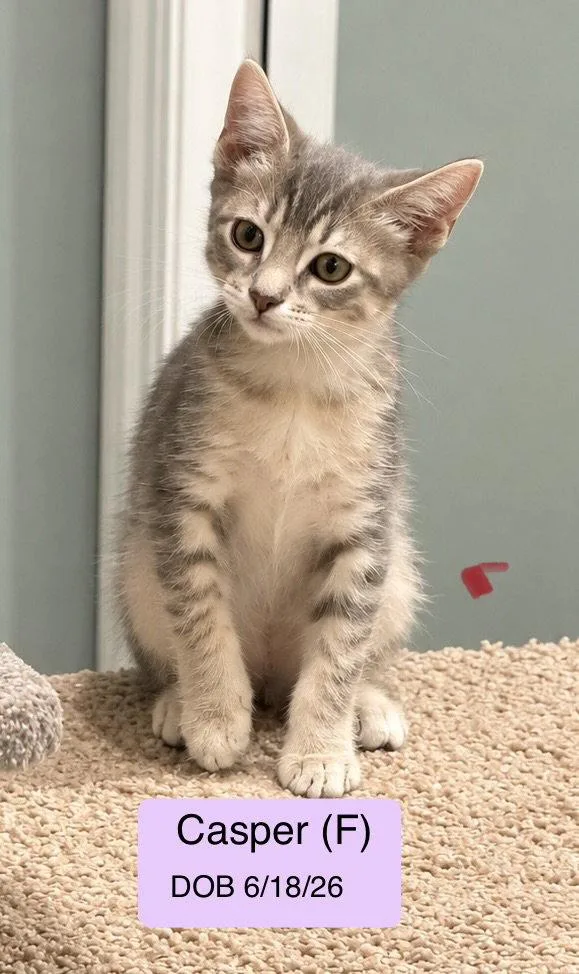 A baby medium-sized female Domestic Short Hair cat named Casper for adoption in Vacaville, CA