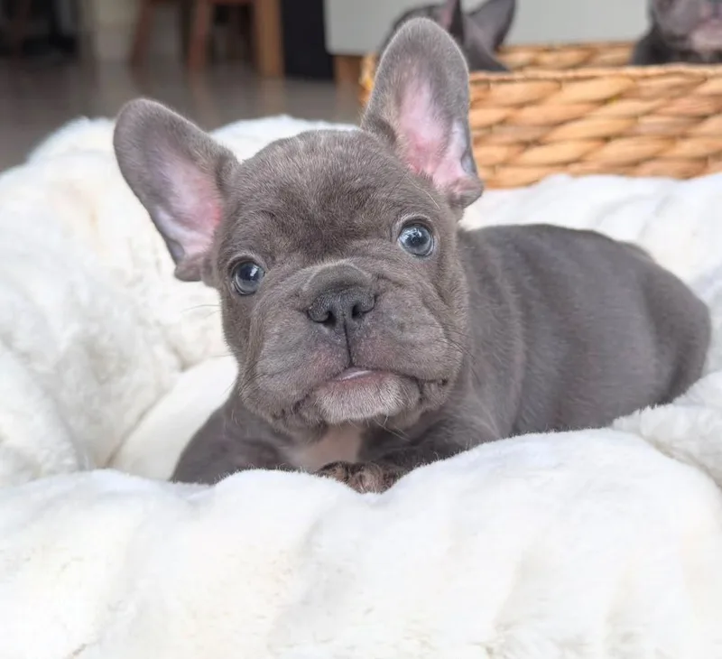 A young medium-sized male French Bulldog dog named Mascot for adoption in Houston, TX