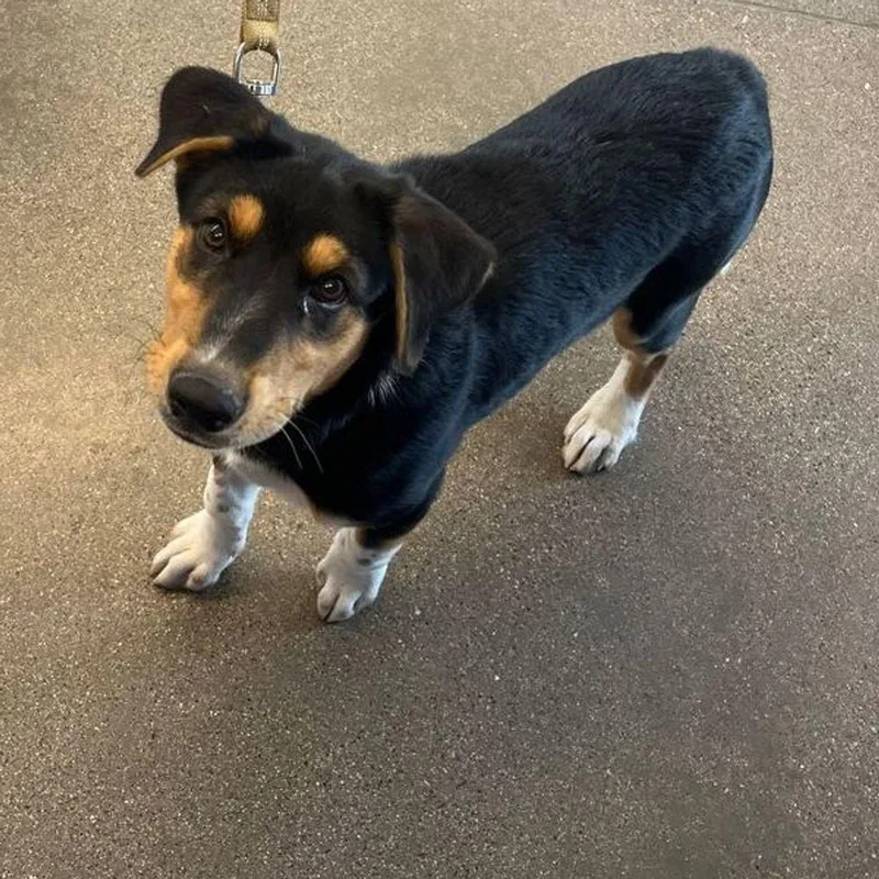 A young medium-sized female Australian Cattle Dog / Blue Heeler dog named Aerie for adoption in Kingman, AZ