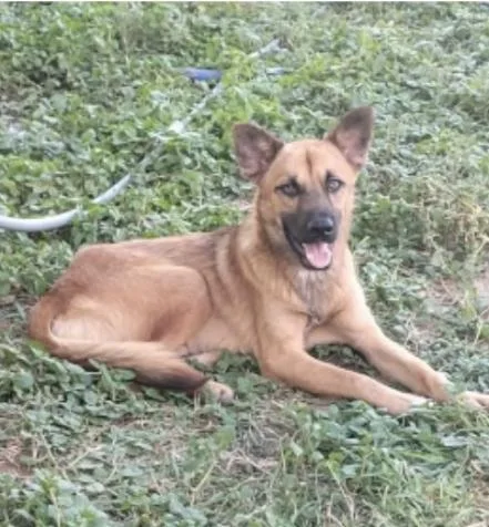 A baby medium-sized male Apricot / Beige German Shepherd Dog dog named Wolfie for adoption in Paramus, NJ