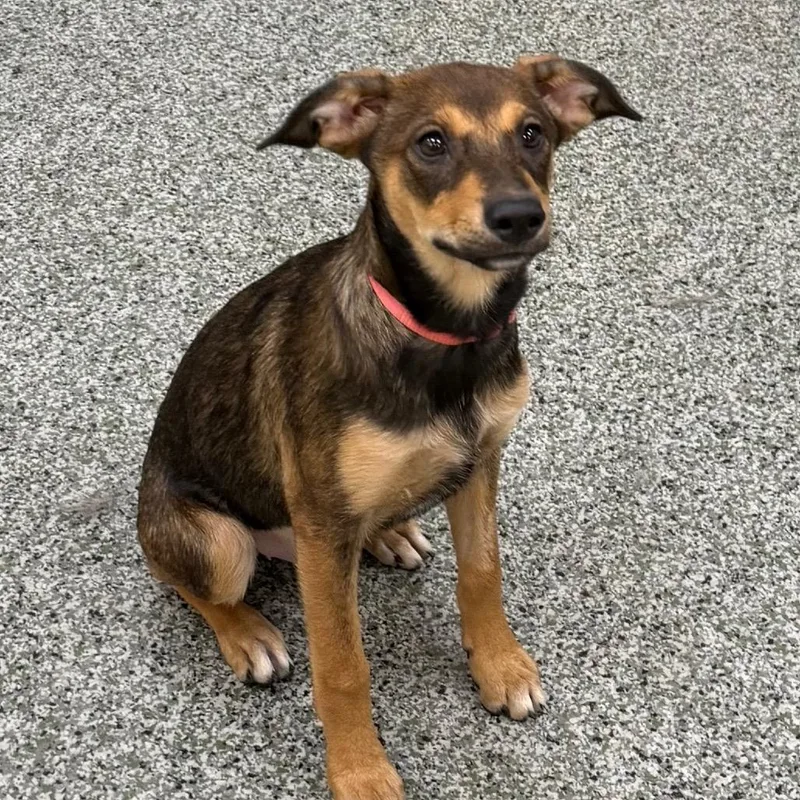 A baby medium-sized female Brown / Chocolate Shepherd dog named Sage for adoption in Las Vegas, NV