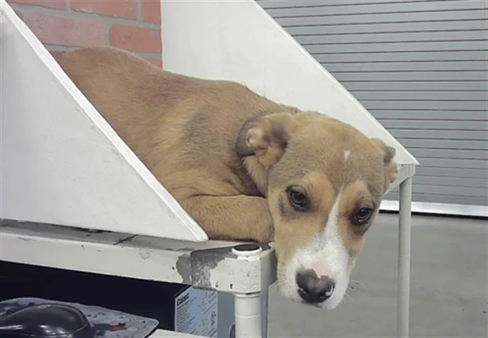 A baby small-sized male Staffordshire Bull Terrier dog named Pretzel for adoption in Houston, TX