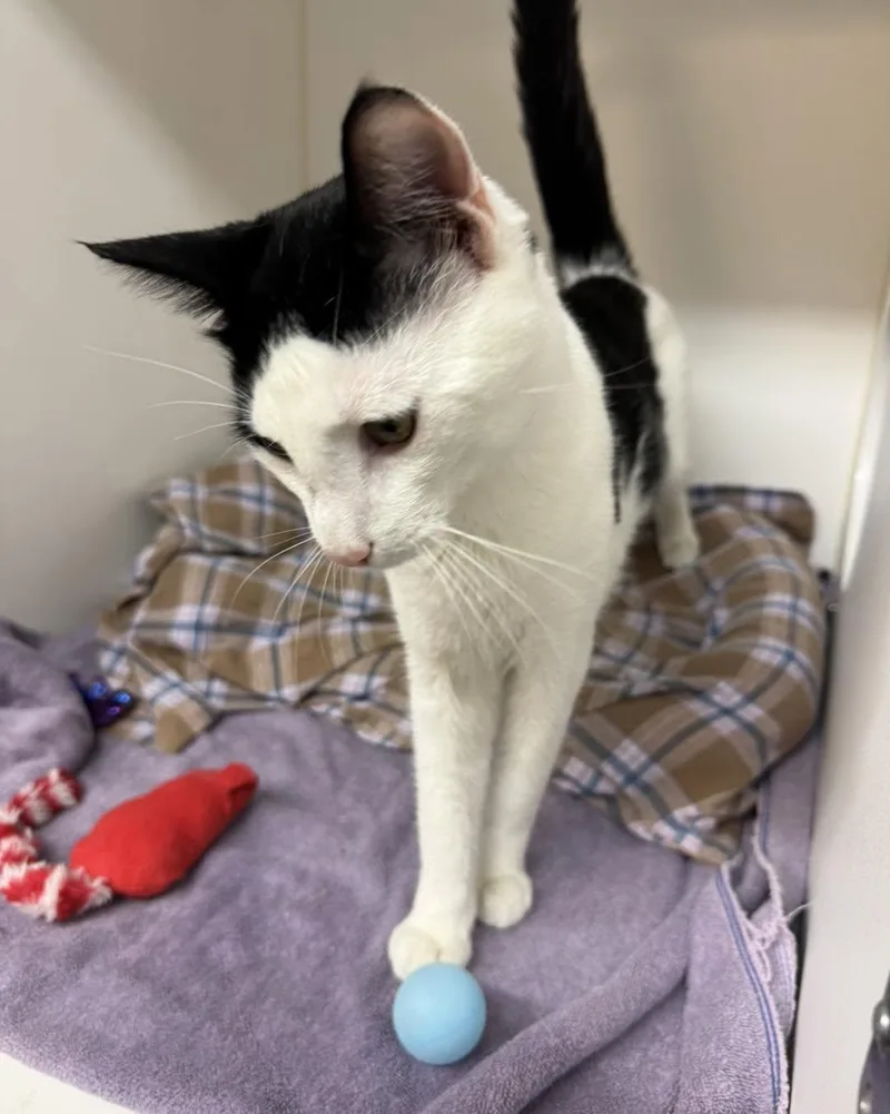 An adult medium-sized male Black & White / Tuxedo Domestic Short Hair cat named Jalen for adoption in Bloomfield, NJ