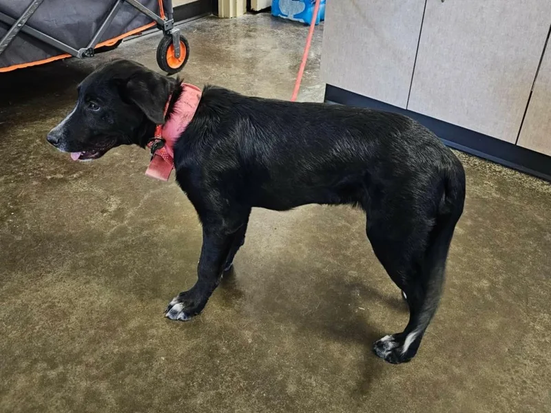 Found stray: Dixie