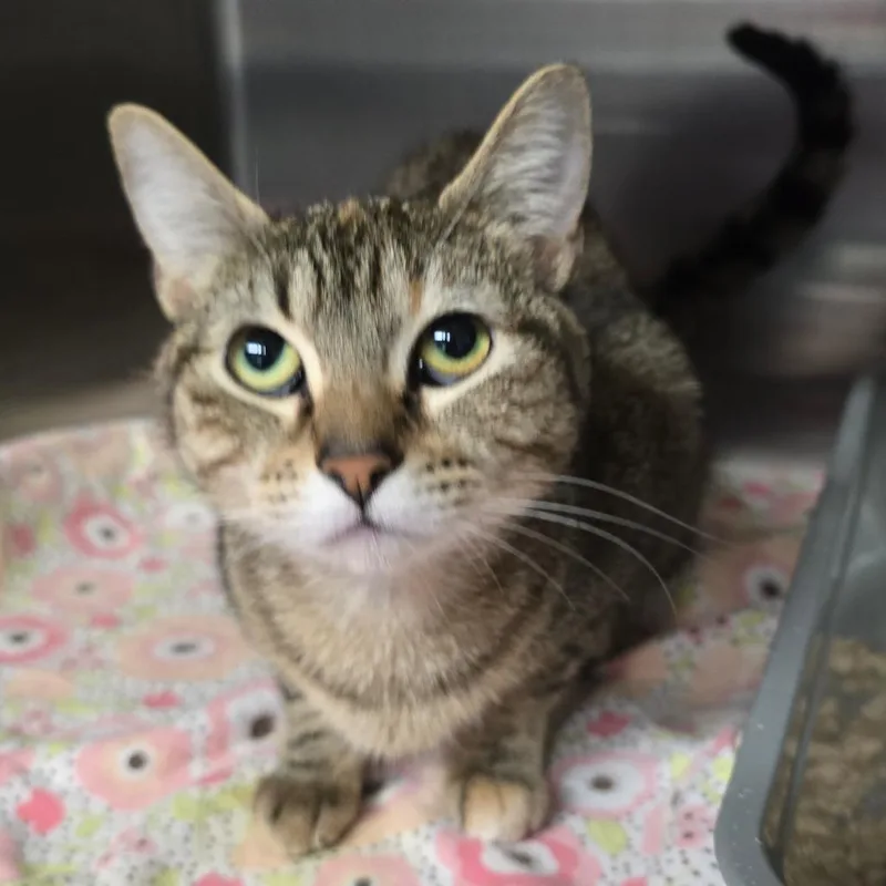 An adult medium-sized female Brown / Chocolate Domestic Short Hair cat named Carol for adoption in Spokane, WA