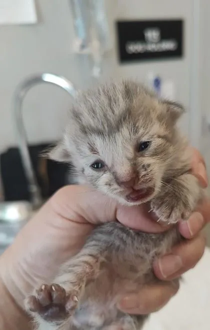 A baby small-sized male Domestic Short Hair cat named Monroe for adoption in Lafayette, IN