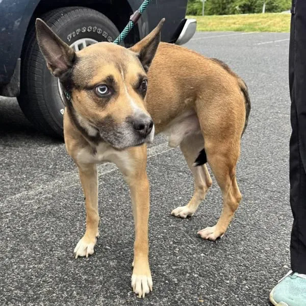 An adult medium-sized male Siberian Husky dog named Jasper for adoption in Salisbury, MD