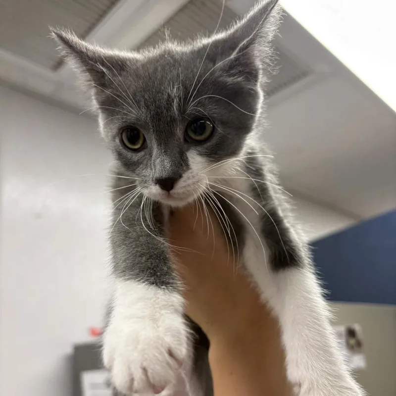 A baby small-sized female Gray / Blue / Silver Domestic Short Hair cat named Starfire for adoption in Beaumont, TX