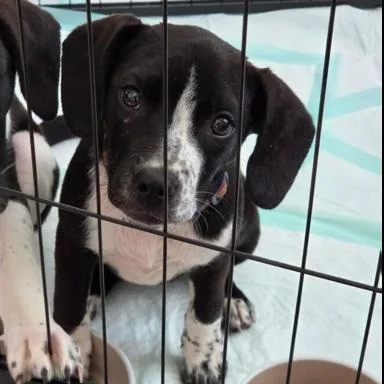 A baby large-sized male Black Mixed Breed dog named Popper for adoption in LEMONT, IL