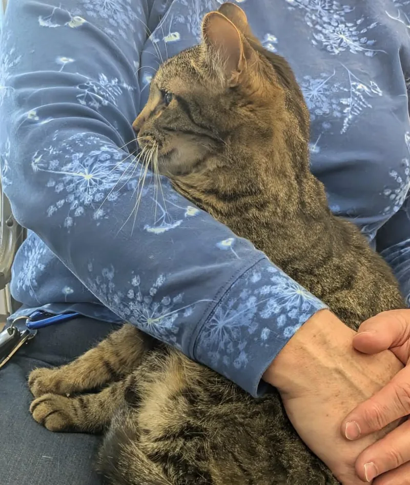 An adult medium-sized male Tabby (Brown / Chocolate) Tabby cat named Noe for adoption in Fairborn, OH