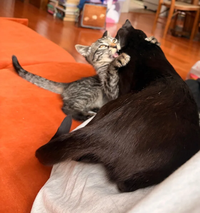 A young medium-sized female Black Domestic Short Hair cat named Blackberry & Peanut for adoption in Jersey City, NJ