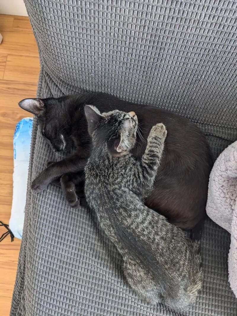 Blackberry & Peanut thumbnail 3