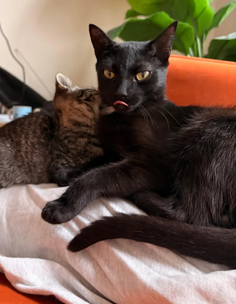 Blackberry & Peanut thumbnail 4