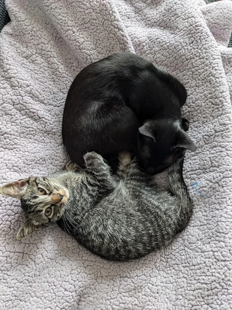 Blackberry & Peanut thumbnail 6