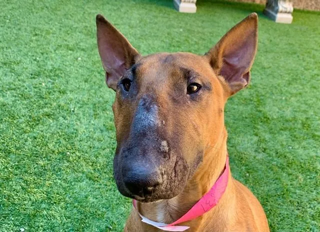 An adult medium-sized female Bull Terrier dog named Rose for adoption in Moreno Valley, CA