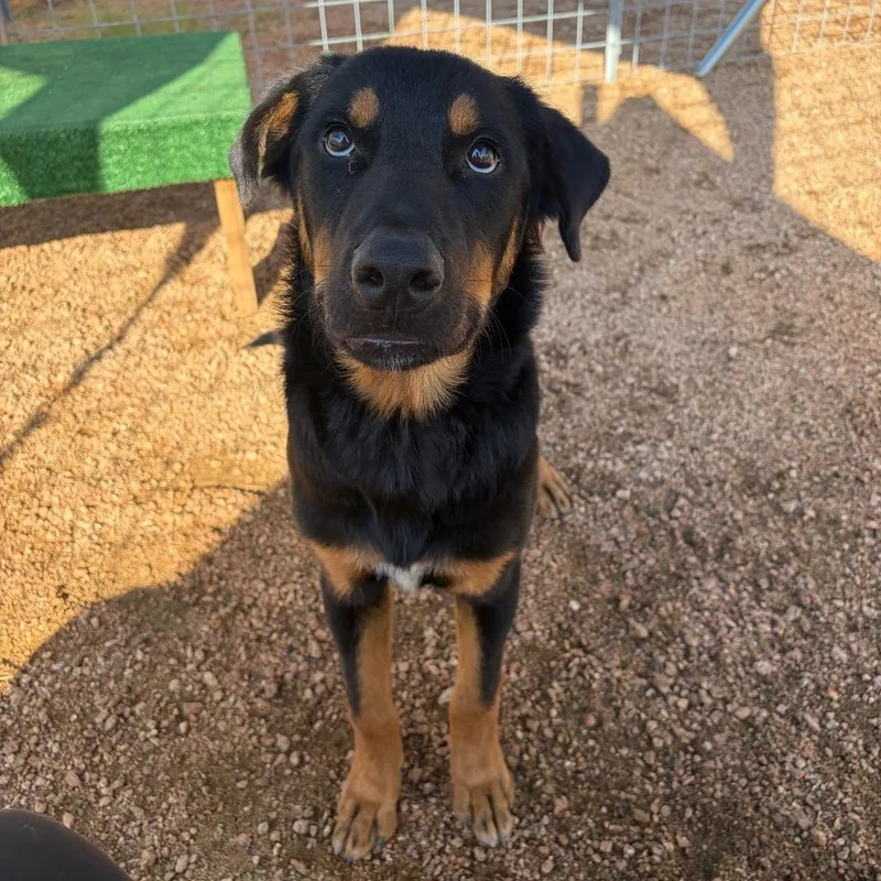 A young medium-sized male Black Shepherd dog named Nicholas KCAC for adoption in Kerrville, TX