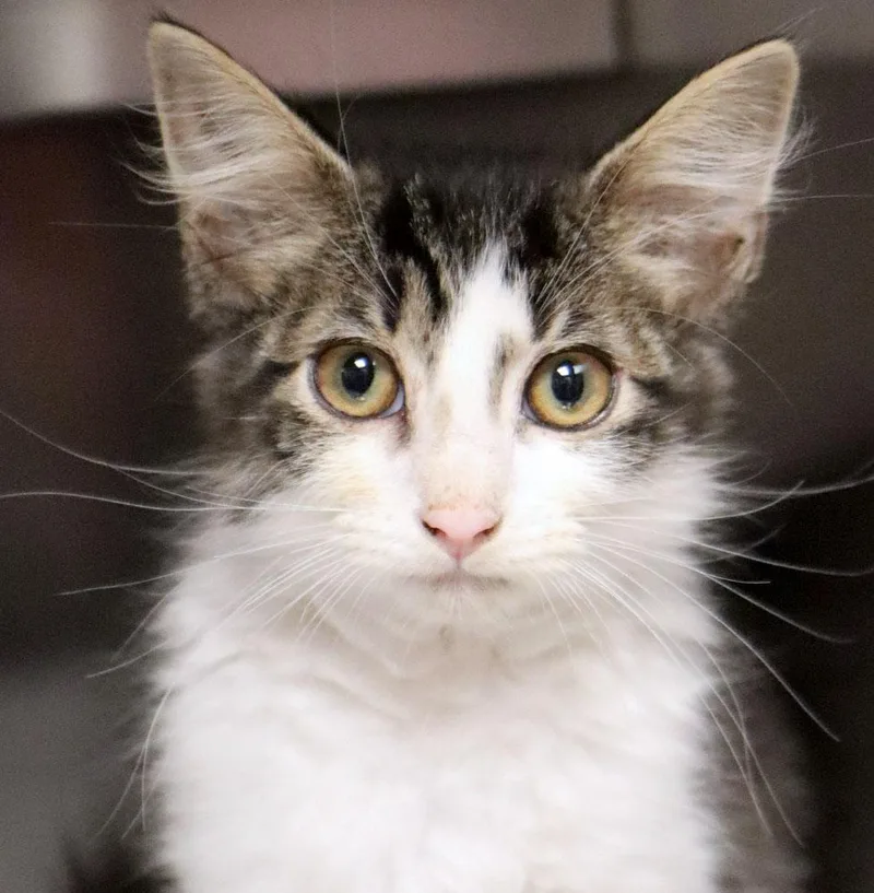 A baby medium-sized male Gray & White Domestic Medium Hair cat named Buford for adoption in Kansas City, KS