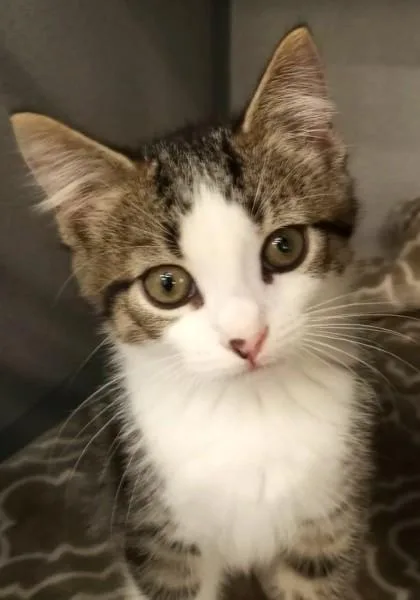 A baby medium-sized female Brown / Chocolate Domestic Short Hair cat named Puma Therman for adoption in Waupaca, WI