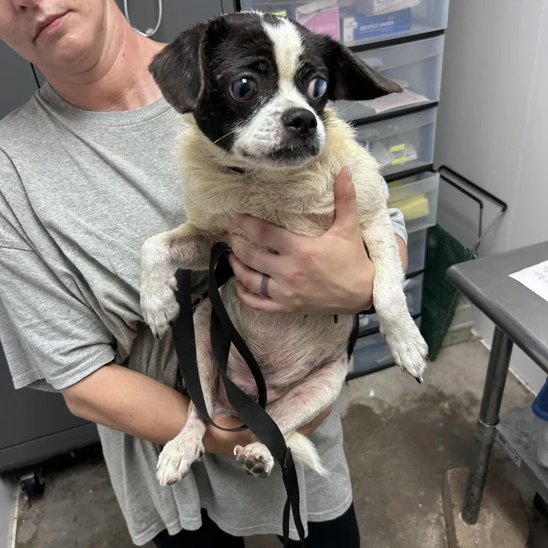 An adult small-sized male Pug dog named Oreo for adoption in Mount Gilead, NC