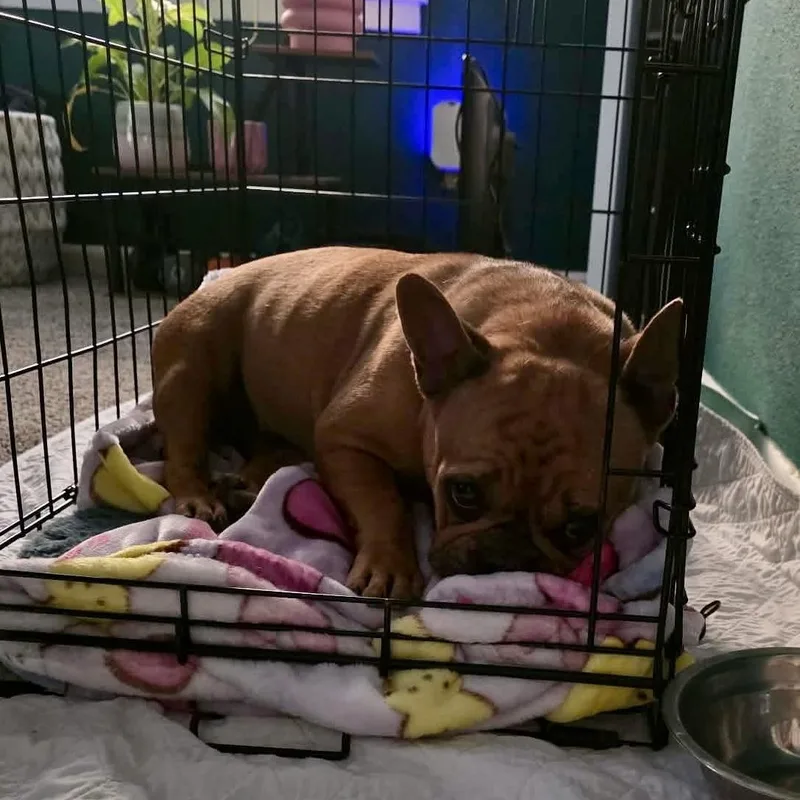 Cinnamon thumbnail 2