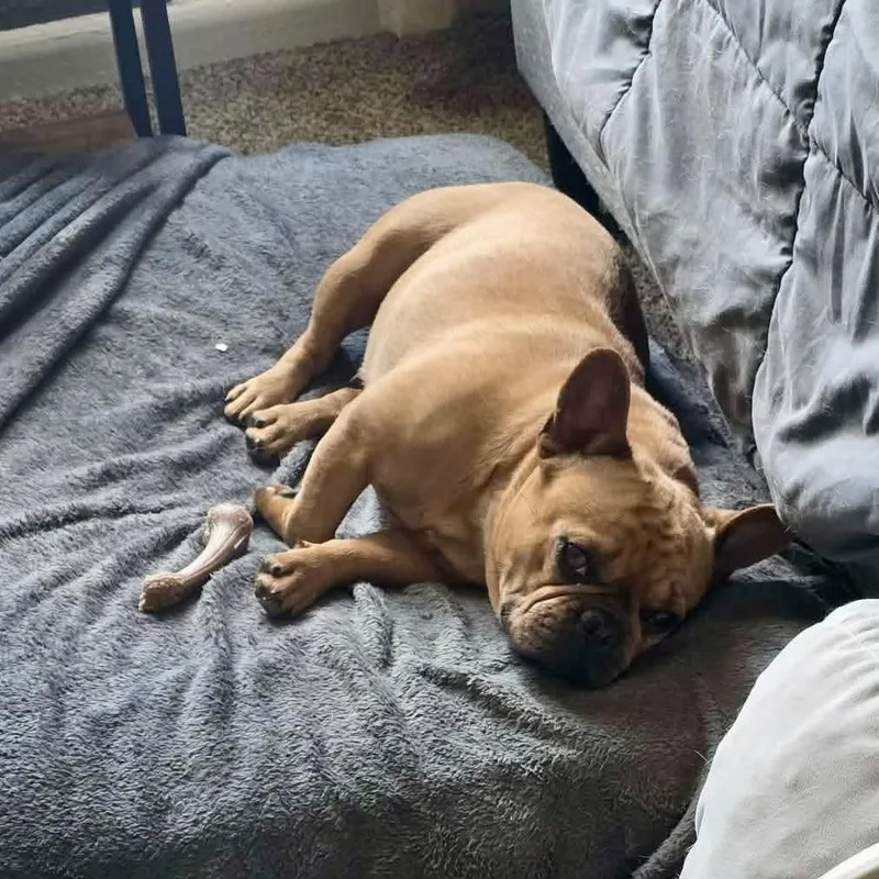 Cinnamon thumbnail 3