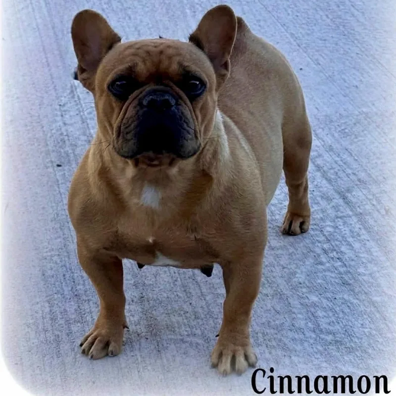 An adult small-sized female Yellow / Tan / Blond / Fawn French Bulldog dog named Cinnamon for adoption in Baytown, TX