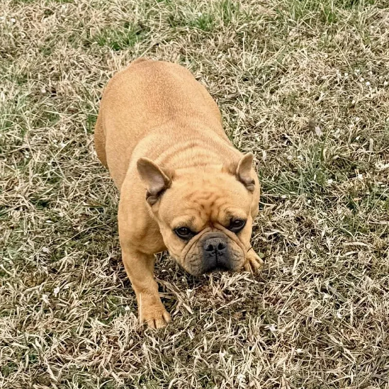 Cinnamon thumbnail 5