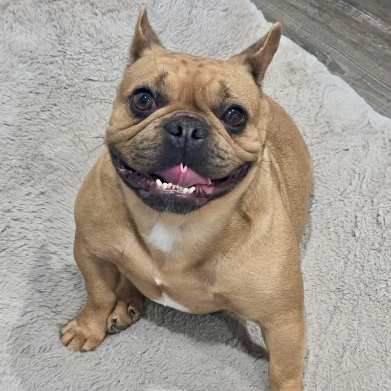 Cinnamon thumbnail 6