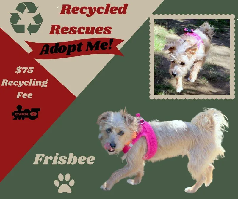 An adult small-sized female Terrier dog named Frisbee for adoption in LINDSAY, CA