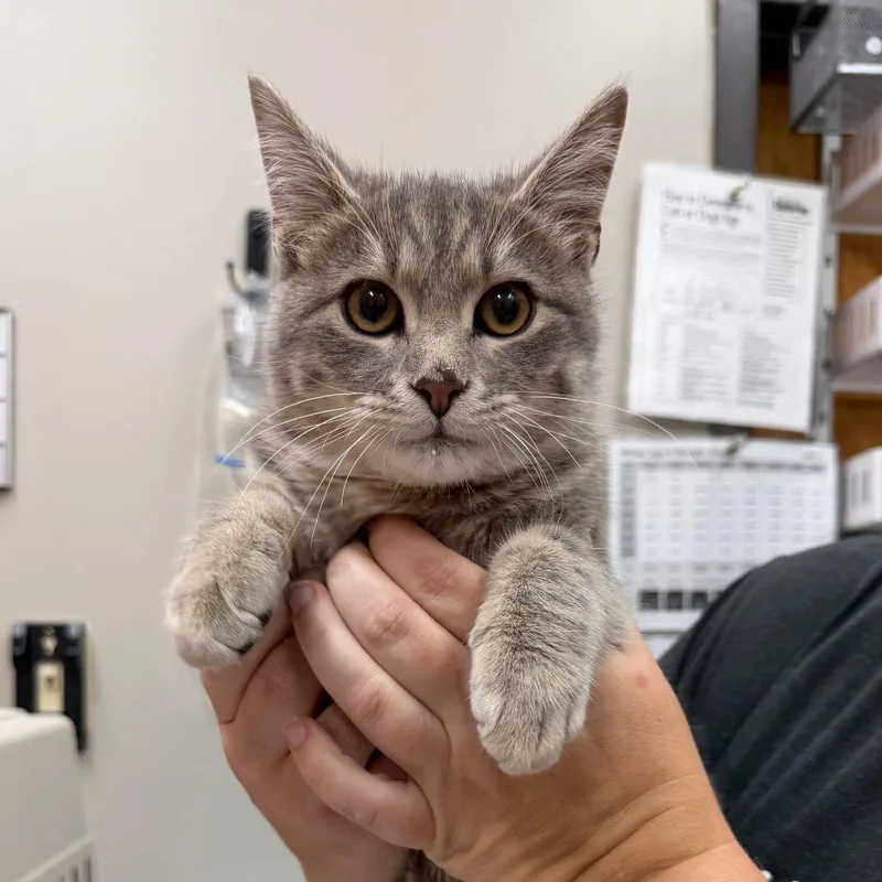 An adult large-sized male Gray / Blue / Silver Domestic Short Hair cat named Charms for adoption in Detroit Lakes, MN