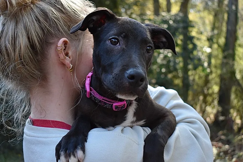 A baby medium-sized female Labrador Retriever dog named Blossom for adoption in Milledgeville, GA
