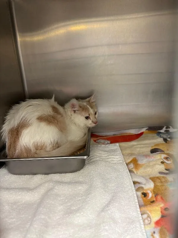 An adult medium-sized male Calico Domestic Medium Hair cat named Mcghee for adoption in Providence Forge, VA